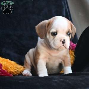 Oliver, Miniature Bulldog Puppy